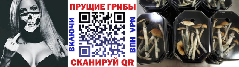 Галлюциногенные грибы Psilocybe  Катав-Ивановск 